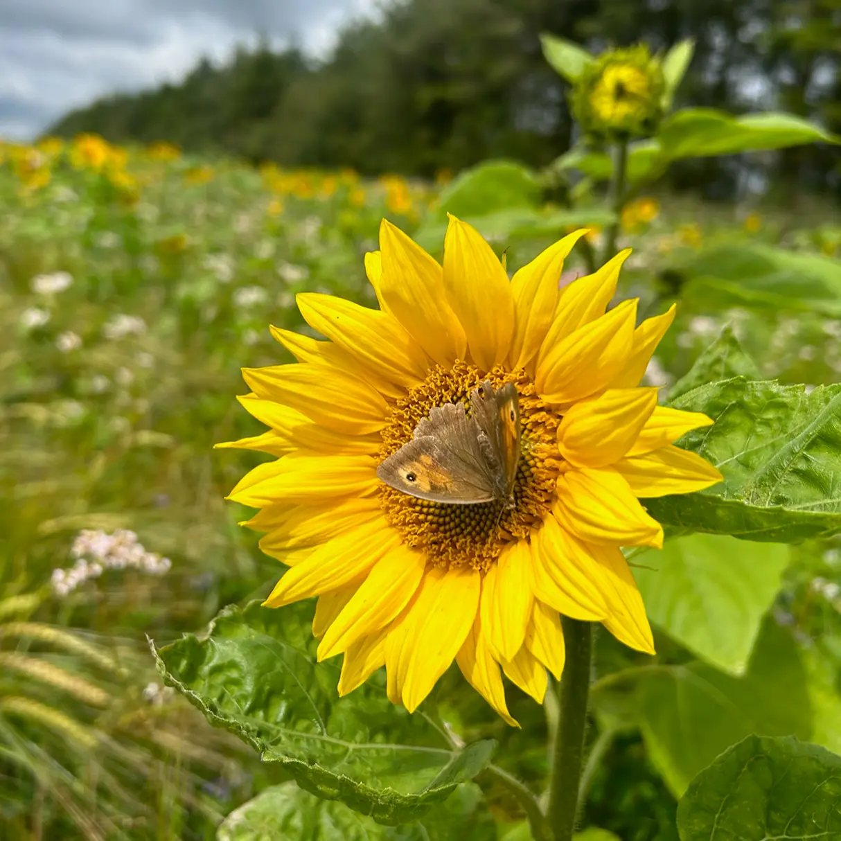 A wild butterfly at Warren Farm Somerset